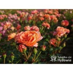 Phoenix® Duży, szczelnie nabity płatkami kwiat, bardzo przyjemnie pachnie. Niski krzew.