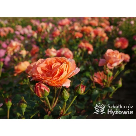 Phoenix® Duży, szczelnie nabity płatkami kwiat, bardzo przyjemnie pachnie. Niski krzew.