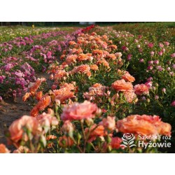 Phoenix® Duży, szczelnie nabity płatkami kwiat, bardzo przyjemnie pachnie. Niski krzew.