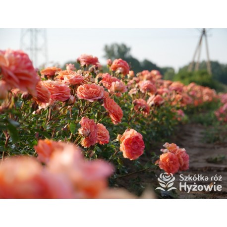 Phoenix® Duży, szczelnie nabity płatkami kwiat, bardzo przyjemnie pachnie. Niski krzew.