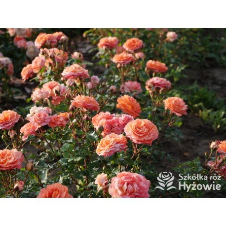 Phoenix® Duży, szczelnie nabity płatkami kwiat, bardzo przyjemnie pachnie. Niski krzew.