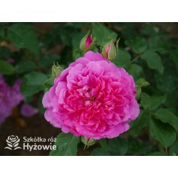 Princess Anne™ (Auskitchen) Duże, pełne kwiaty, ciemnoróżowej barwy, bardzo mocno pachnąca. Lśniące liście. Niski krzew.