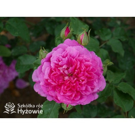 Princess Anne™ (Auskitchen) Duże, pełne kwiaty, ciemnoróżowej barwy, bardzo mocno pachnąca. Lśniące liście. Niski krzew.