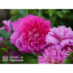 Princess Anne™ (Auskitchen) Duże, pełne kwiaty, ciemnoróżowej barwy, bardzo mocno pachnąca. Lśniące liście. Niski krzew.