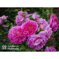 Princess Anne™ (Auskitchen) Duże, pełne kwiaty, ciemnoróżowej barwy, bardzo mocno pachnąca. Lśniące liście. Niski krzew.