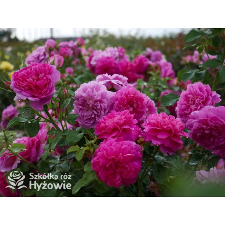 Princess Anne™ (Auskitchen) Duże, pełne kwiaty, ciemnoróżowej barwy, bardzo mocno pachnąca. Lśniące liście. Niski krzew.