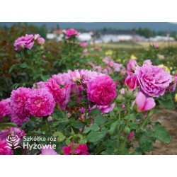 Princess Anne™ (Auskitchen) Duże, pełne kwiaty, ciemnoróżowej barwy, bardzo mocno pachnąca. Lśniące liście. Niski krzew.