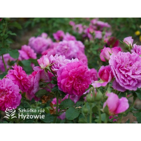 Princess Anne™ (Auskitchen) Duże, pełne kwiaty, ciemnoróżowej barwy, bardzo mocno pachnąca. Lśniące liście. Niski krzew.