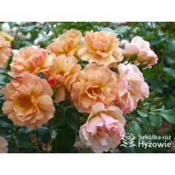 Prins Henrik's Rose™ Duże, otwarte kwiaty, herbacianej barwy. Niski krzew.