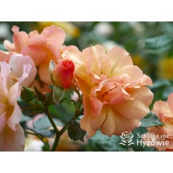 Prins Henrik's Rose™ Duże, otwarte kwiaty, herbacianej barwy. Niski krzew.