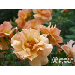 Prins Henrik's Rose™ Duże, otwarte kwiaty, herbacianej barwy. Niski krzew.