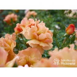 Prins Henrik's Rose™ Duże, otwarte kwiaty, herbacianej barwy. Niski krzew.