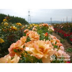 Prins Henrik's Rose™ Duże, otwarte kwiaty, herbacianej barwy. Niski krzew.