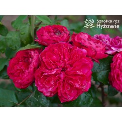 Red Leonardo da Vinci® Pokaźny kwiat, szczelnie nabity płatkami, czerwonej barwy, przyjemnie pachnie. Niski krzew.