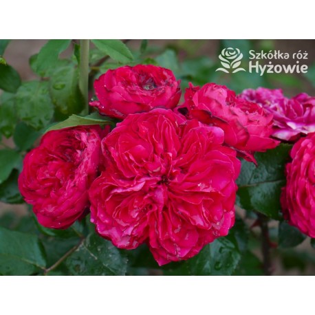 Red Leonardo da Vinci® Pokaźny kwiat, szczelnie nabity płatkami, czerwonej barwy, przyjemnie pachnie. Niski krzew.