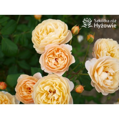 Roald Dahl™ (Ausowlish) Pokaźny kwiat, rozetkowy układ kwiatów, herbaciana barwa, mocno pachnące. Niski krzew.