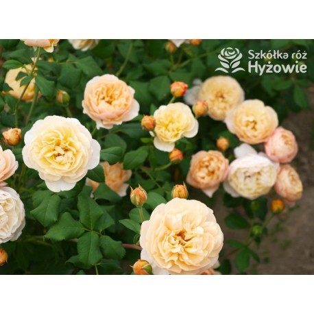 Roald Dahl™ (Ausowlish) Pokaźny kwiat, rozetkowy układ kwiatów, herbaciana barwa, mocno pachnące. Niski krzew.