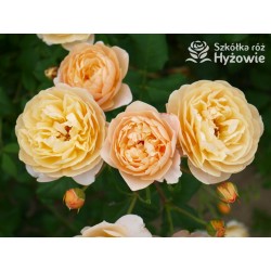 Roald Dahl™ (Ausowlish) Pokaźny kwiat, rozetkowy układ kwiatów, herbaciana barwa, mocno pachnące. Niski krzew.