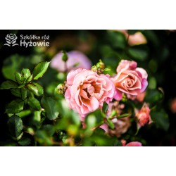 Cubana® Ogromna liczba  pełnych kwiatów, morelowej barwy. Błyszczący liść. Niski krzew.