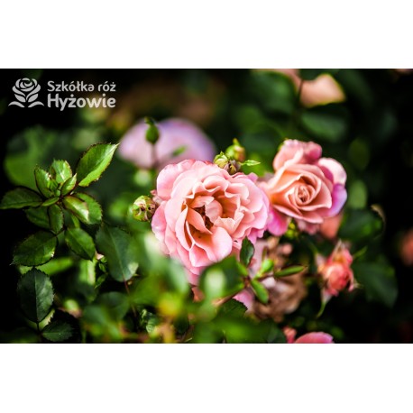 Cubana® Ogromna liczba  pełnych kwiatów, morelowej barwy. Błyszczący liść. Niski krzew.