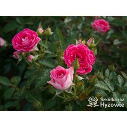 Schöne Koblenzerin®  Drobne, liczne, pełne dwubarwne biało-różowe kwiaty. Niski krzew.