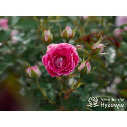 Schöne Koblenzerin®  Drobne, liczne, pełne dwubarwne biało-różowe kwiaty. Niski krzew.