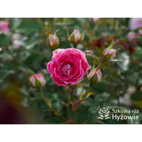 Schöne Koblenzerin®  Drobne, liczne, pełne dwubarwne biało-różowe kwiaty. Niski krzew.