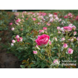 Schöne Koblenzerin®  Drobne, liczne, pełne dwubarwne biało-różowe kwiaty. Niski krzew.