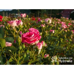 Schöne Koblenzerin®  Drobne, liczne, pełne dwubarwne biało-różowe kwiaty. Niski krzew.