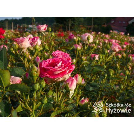 Schöne Koblenzerin®  Drobne, liczne, pełne dwubarwne biało-różowe kwiaty. Niski krzew.