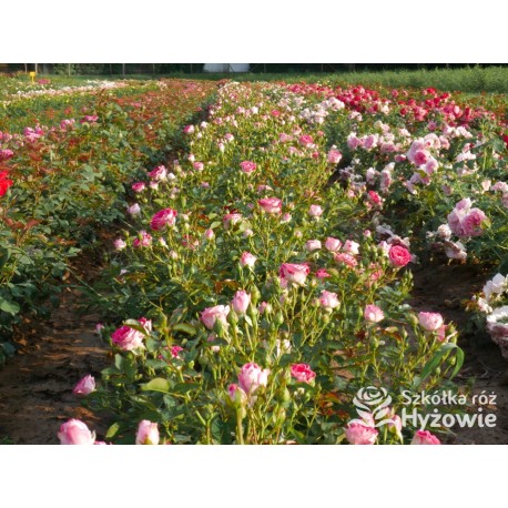 Schöne Koblenzerin®  Drobne, liczne, pełne dwubarwne biało-różowe kwiaty. Niski krzew.