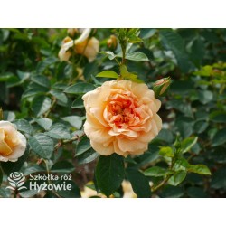 Skyline® Pokaźny kwiat, duża ilość płatków, herbaciana barwa, bardzo przyjemnie pachnie. Wysoki krzew.