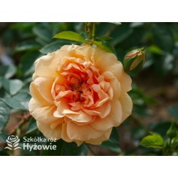 Skyline® Pokaźny kwiat, duża ilość płatków, herbaciana barwa, bardzo przyjemnie pachnie. Wysoki krzew.