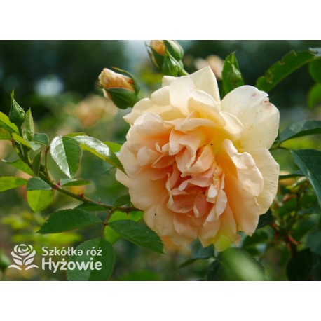 Skyline® Pokaźny kwiat, duża ilość płatków, herbaciana barwa, bardzo przyjemnie pachnie. Wysoki krzew.