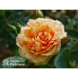 Skyline® Pokaźny kwiat, duża ilość płatków, herbaciana barwa, bardzo przyjemnie pachnie. Wysoki krzew.