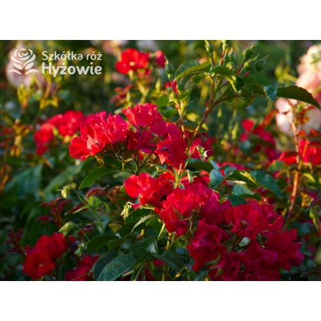 Sommerabend® drobny, pusty kwiat o czerwonej barwie, płożący się po ziemi. Błyszczący liść. Niski krzew.