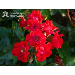 Sommerabend® drobny, pusty kwiat o czerwonej barwie, płożący się po ziemi. Błyszczący liść. Niski krzew.