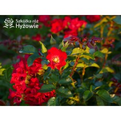 Sommerabend® drobny, pusty kwiat o czerwonej barwie, płożący się po ziemi. Błyszczący liść. Niski krzew.