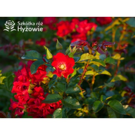 Sommerabend® drobny, pusty kwiat o czerwonej barwie, płożący się po ziemi. Błyszczący liść. Niski krzew.