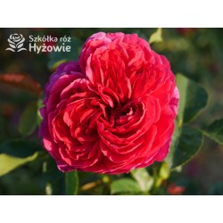 Soul® Duże, nabite płatkami kwiaty o fioletowej barwie , mocno pachnące. Średniej wysokości krzew.