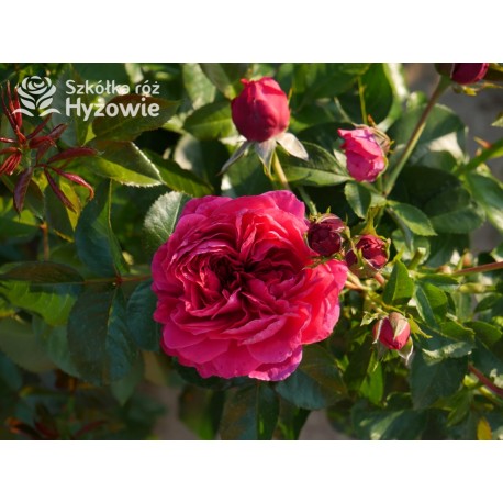 Soul® Duże, nabite płatkami kwiaty o fioletowej barwie , mocno pachnące. Średniej wysokości krzew.