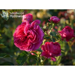 Soul® Duże, nabite płatkami kwiaty o fioletowej barwie , mocno pachnące. Średniej wysokości krzew.