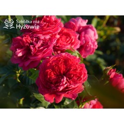 Soul® Duże, nabite płatkami kwiaty o fioletowej barwie , mocno pachnące. Średniej wysokości krzew.