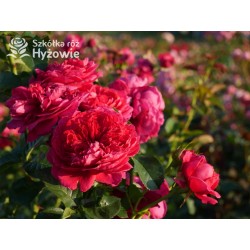 Soul® Duże, nabite płatkami kwiaty o fioletowej barwie , mocno pachnące. Średniej wysokości krzew.