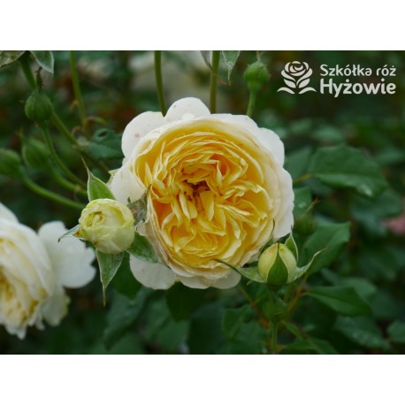 The Poet's Wife™ (Auswhirl) Ogronme kwiaty, nabite płatkami, żółtej barwy, bardzo mocno pachnące. Lśniący liść. Niski krzew.