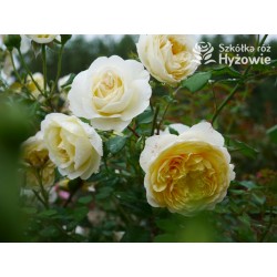 The Poet's Wife™ (Auswhirl) Ogronme kwiaty, nabite płatkami, żółtej barwy, bardzo mocno pachnące. Lśniący liść. Niski krzew.