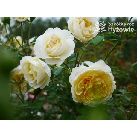 The Poet's Wife™ (Auswhirl) Ogronme kwiaty, nabite płatkami, żółtej barwy, bardzo mocno pachnące. Lśniący liść. Niski krzew.