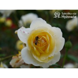 The Poet's Wife™ (Auswhirl) Ogronme kwiaty, nabite płatkami, żółtej barwy, bardzo mocno pachnące. Lśniący liść. Niski krzew.