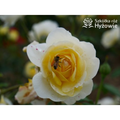 The Poet's Wife™ (Auswhirl) Ogronme kwiaty, nabite płatkami, żółtej barwy, bardzo mocno pachnące. Lśniący liść. Niski krzew.