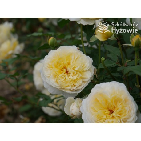 The Poet's Wife™ (Auswhirl) Ogronme kwiaty, nabite płatkami, żółtej barwy, bardzo mocno pachnące. Lśniący liść. Niski krzew.